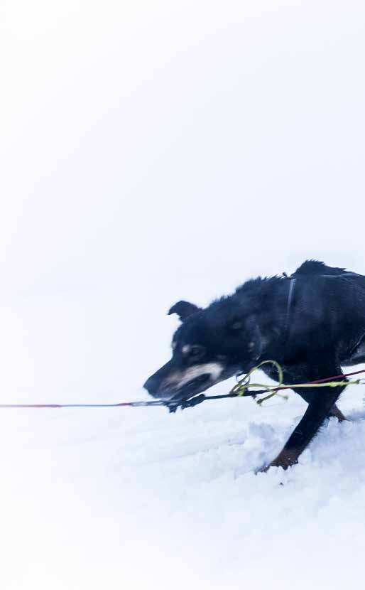 /VisitSjusjøen /@visitsjusjoen /#visitsjusjoen Åpningstider Sport1 Sjusjøen i vinterferien: Man-tors: 10:00-17:00, fre-lør: 10:00-18:00, søn: 10:00-16:00 Salg i andreetasjen 18.2-25.2. Åpent fra kl.