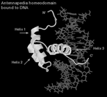 3 like klasser transkripsjonsfaktorer Eukaryote transkripsjonsfaktorer inneholder strukturelle motiv som binder spesifikke DNA-sekvenser.