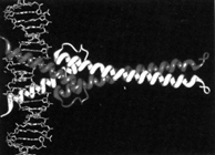 Steroider, retinsyre, tyroidhormoner) Sinkfinger-proteinet Gal4 Homeodomain-proteinet Antennapedia Leucin-zipper-proteiner: Fungerer som dimerer. Inneholder aminosyren leucin i hver 7.