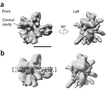 I histonenes N-terminale regioner finnes mange lysiner, som kan acetyleres, og derved påvirke kromatinets struktur.