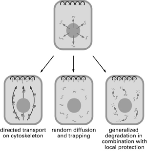 7 Regulering av mrna lokalisering Spesifikke mrna lokaliseres til spesifikke steder i cellen, noe som er av fundamental betydning for