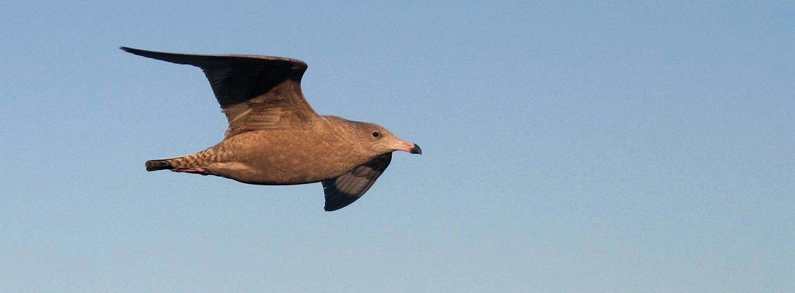 Fjelljo, Stercorarius longicaudus Fem observasjoner (en til tre individ) av streifende individ ble sett i juli og fram til tidlig i august.