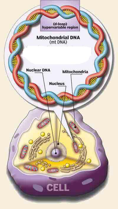 DNA Kloroplaster Mitokondrie DNA