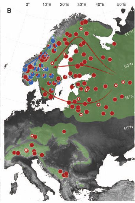 To varianter, en er spesiell for Skandinavia Undersøker også DNA fra sedimenter Finner gran