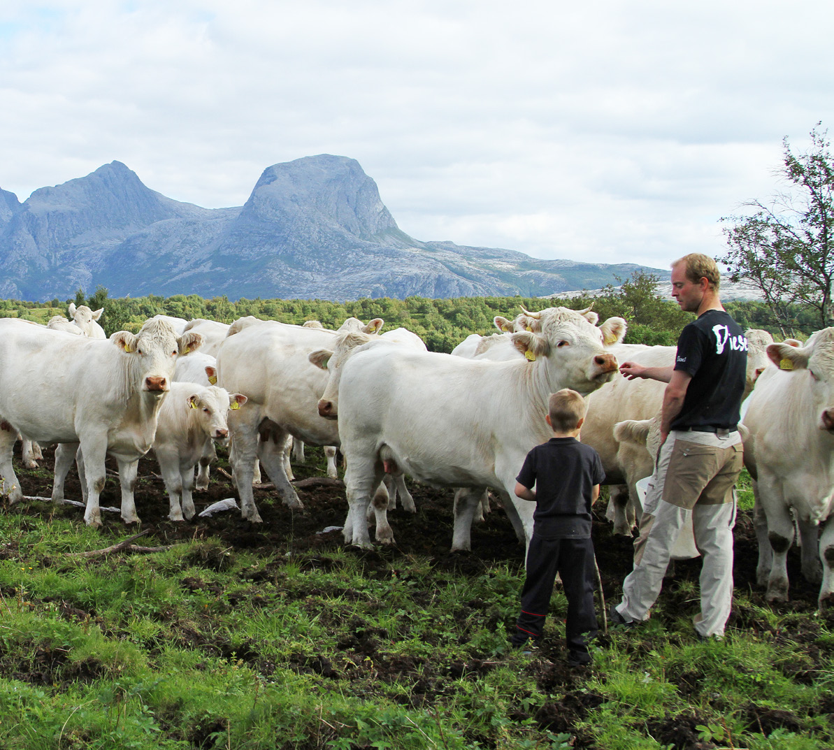 BEGREP OG DEFINISJONER AMMEKU Ku som går med en eller flere kalver til kalven(e) avvennes. MORDYR Hunndyr som er registrert med minimum én kalving innen 31.