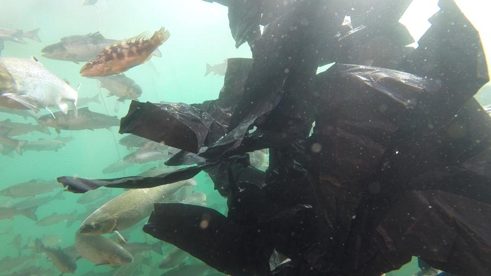 9 Filming Undervannskamera (GoPro) ble brukt for å dokumentere rensefiskatferd i tre ulike dyp av en merd samtidig.