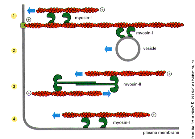 Myosin I og II er