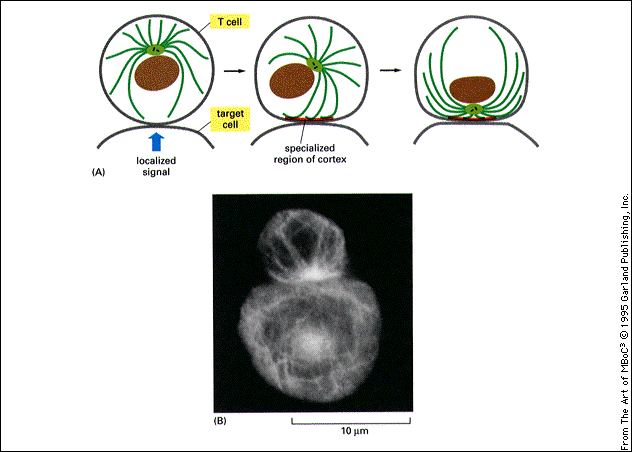 Motor proteins pull the endoplasmic reticulum out along microtubules. (C) Cell stained with antibodies to the Golgi apparatus (upper panel) and to microtubules (lower panel).