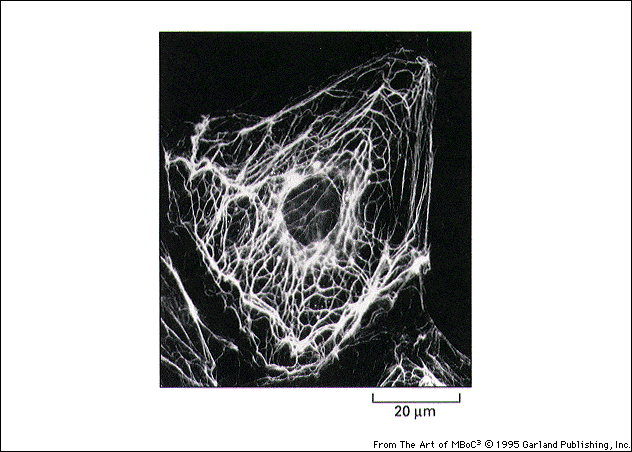 cytoskjelett filamentene som polymerer generert