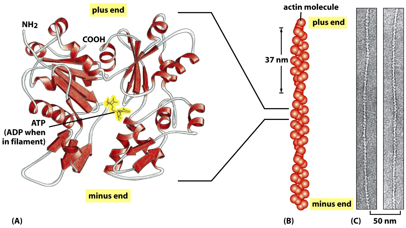 Strukturen av aktin Aktin utgjør 5% av total proteinmengde i en celle G-aktin (globulært) Figure 16-12 Molecular Biology of the Cell ( Garland Science 2008) To-trådet polar helix struktur F-aktin