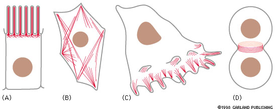 filamenter. (A) Microvilli. (B) Kontraktile bunter i cytoplasma (stressfibre).