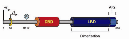 Innledning 1.2.3 PPARγ Figur 1.3 Skjematisk struktur av PPARγ. Figuren er hentet fra (Tontonoz og Spiegelman, 2008).