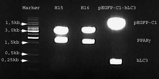 Resultater ble verifisert ved sekvensering (ABI-lab, Institutt for Molekylær Biovitenskap, Universitetet i Oslo), som beskrevet i avsnitt 3.7.4.