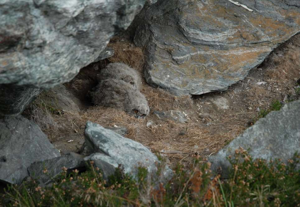 Kartlegging av bestand og reirplassar viktig tiltak o Aktive territoria o