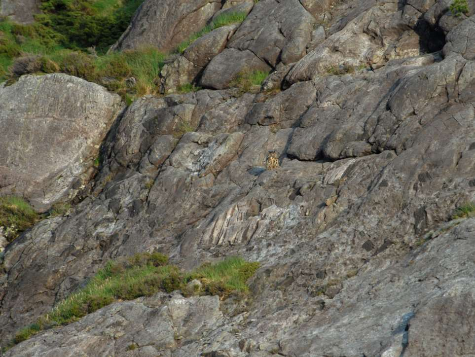 Omsyn til reirplassane o Ikkje utbygging nærare enn 1000 m (Nasjonal haldingsplan for hubro) o Hytter og bustadområde gjev mykje ferdsel o Reguleringsplan: Omsynet til reirplassar og byttedyrrike