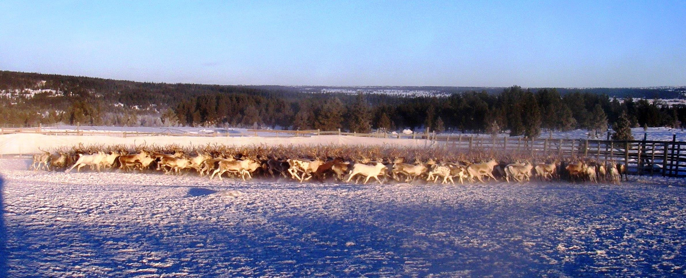 «For det samiske reinbeiteområdet skal loven legge til rette for en økologisk, økonomisk og kulturelt bærekraftig med basis i samisk kultur, tradisjon