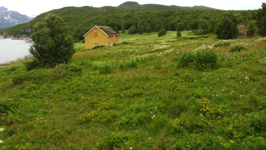 Figur 8. Storsletta er også en av gårdene langs sørkysten av Skorpa hvor slåtte-engene er helt gjengrodd med mjødurt (Filipendula ulmaria) og geitrams (Chamerion angustifolium).