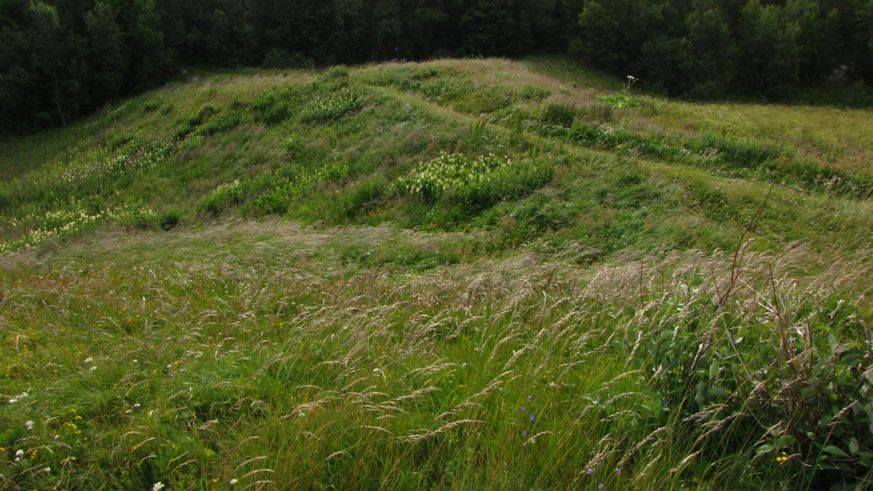 Figur 23. Dunhavre-eng ved Skjåbergneset, og overgang til gjengrodd eng med nitrofile arter som mjødurt (Filipendula ulmaria) i bakgrunnen. Foto: Geir Arnesen.