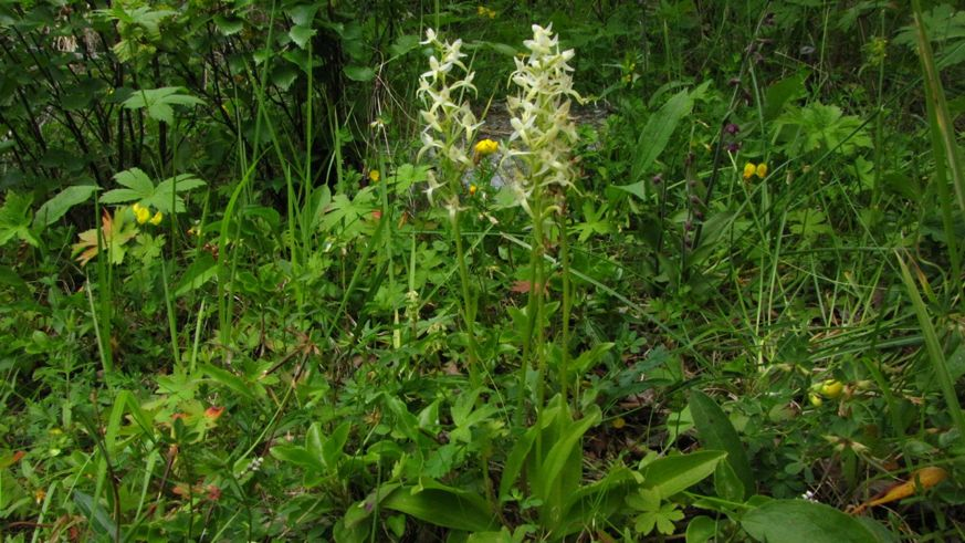 Figur 29. Rødflangre (Epipactis atrorubens) og nattfiol (Platanthera bifolia) fotografert i kalkskogen mellom Storsletta og Neset. Foto: Geir Arnesen.