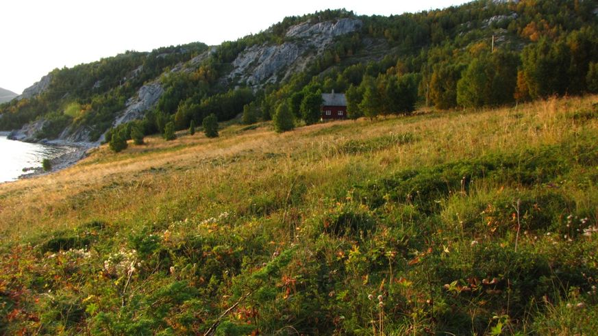 Figur 37. Enga ved Nøkkeleidet. I forgrunnen sees noe gjengroing med einer (Juniperus communis).