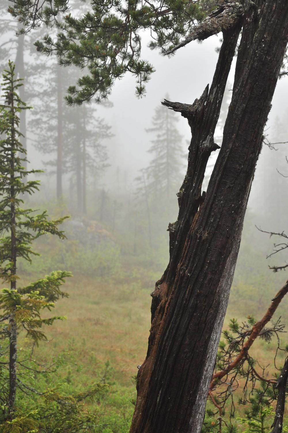 TRILLEMARKA-ROLLAGSFJELL NATURRESERVAT Årsmelding 2009