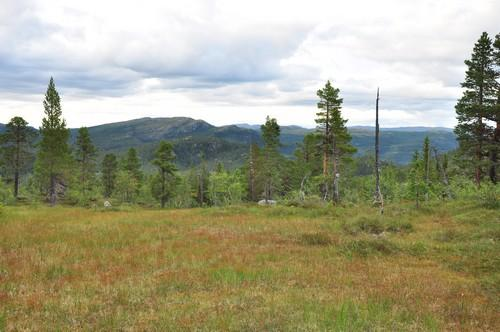 Nordlia ved Vardefjell mot Sølandsfjell Foto: H. Haaverstad, Politiet Trillemarka-Rollagsfjell naturreservat ble opprettet 5.