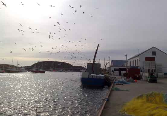 Fra Vansøyvågen, et av de viktigste fiskemottakene fra vinterfiske utenfor Vikna. sjekteier. Mære Landbruksskole har også fått finansiert et matprosjekt.