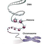 and protein in the chroma n. Some of the most essen al contact points between DNA and the histones in the nucleosome complex are l lysine, l asparagine and l arginine.