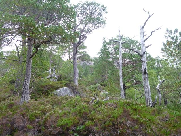 Skogen i området består for det meste av gammel og svært gammel furu.