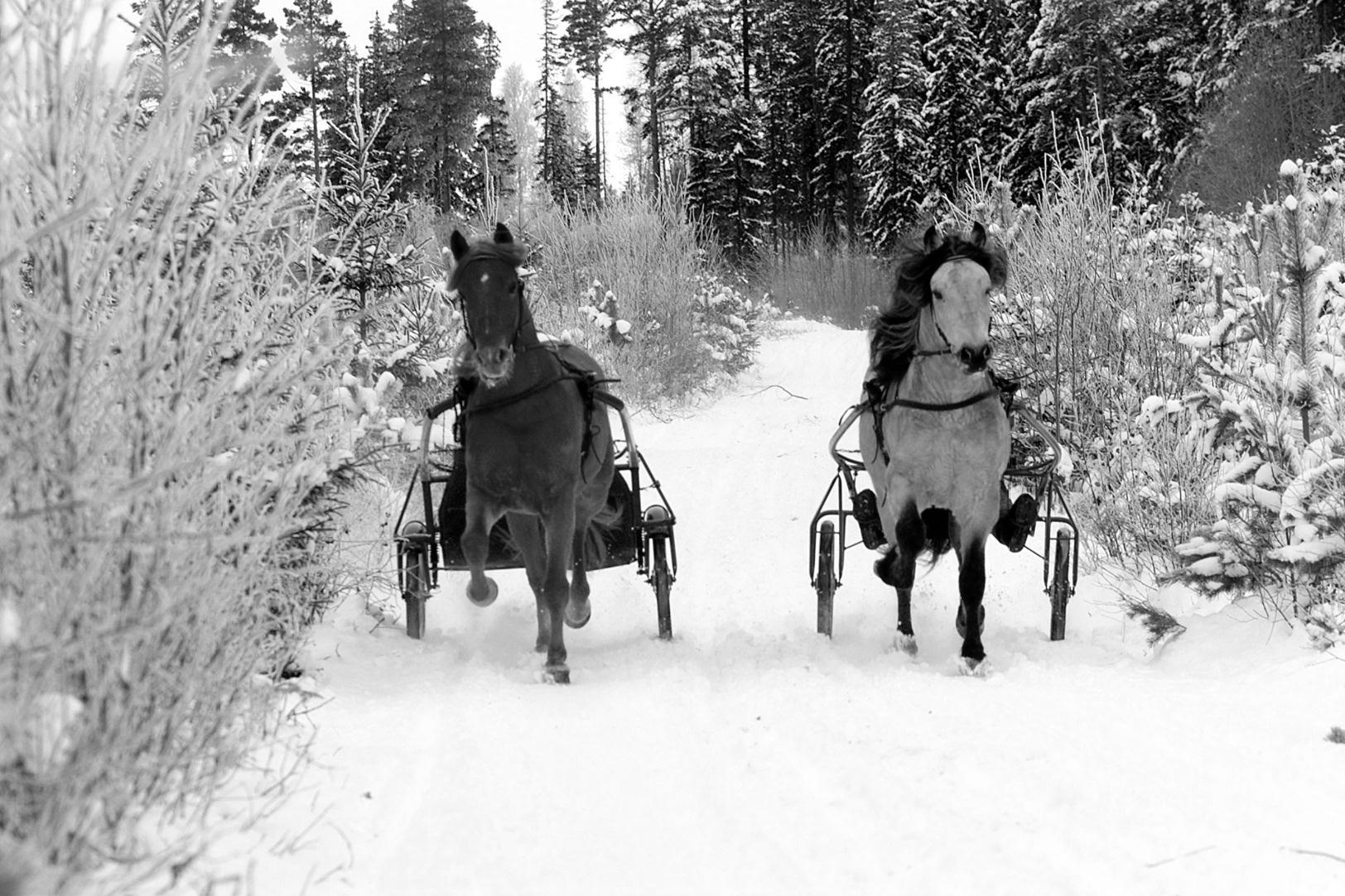 Løpsbulletinen Desember 2011 Foto: Hesteguiden.