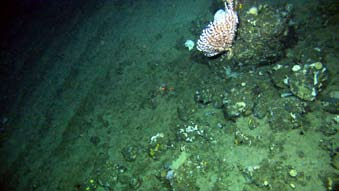 KapiTtel 4 aktuelle tema Havets ressurser og miljø 2008 153 Figur 4.4.11 Bratte vegger med sjøtrær på 600 m dyp i Bleiksdypet. Steep walls with bubblegum coral at 600 m depth in Bleiksdypet. Figur 4.4.12 Riflet sandbunn på 1000 m dyp indikerer sterke strømmer og sand i bevegelse.