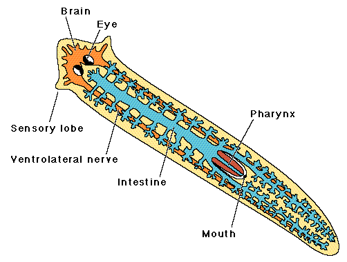 Tema 2. De tidligste Eumetazoa ( Ekte flercellede dyr ) Eumetazoa inneholder resten av dyrene, og kan gjerne kalles de ekte dyr.