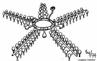 Tema 5. Deuterostomia ( andre munn ) De deuterostome rekkene er pigghudene (Rekke Echinodermate Preparat ) og ryggstrengdyrene (Rekke Chordata laboratorieøvelse 10).