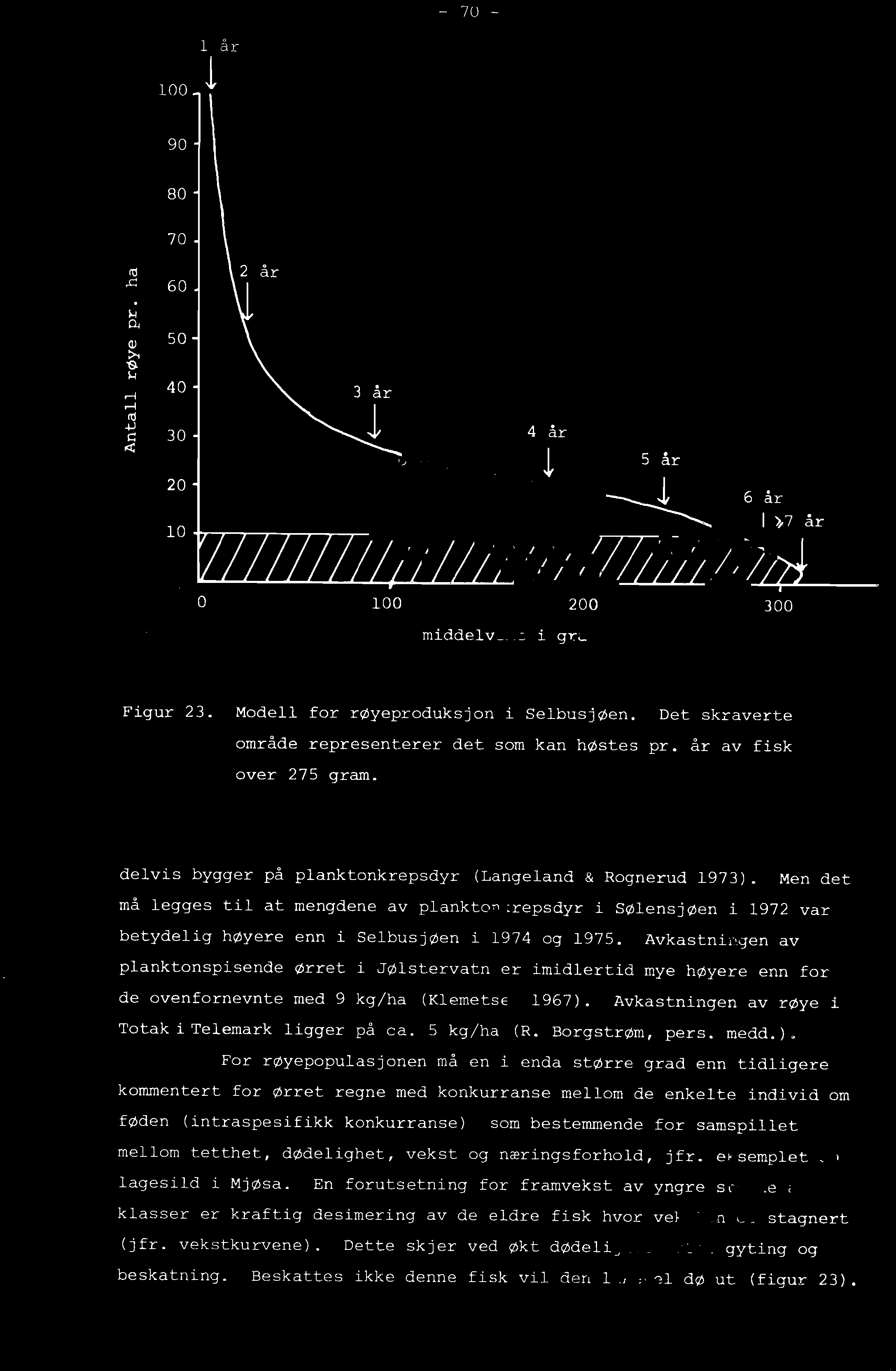 middelvekt i gram Figur 23. Modell for røyeproduksjon i SelbusjØen. Det skraverte område representerer det som kan høstes pr. år av fisk over 275 gram.