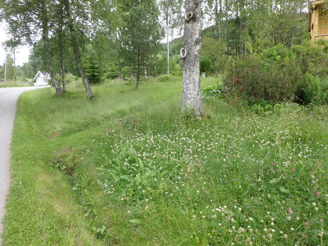 Figur 4. Foto 17.07.2015, Øystein Folden. Vestre del av lokaliteten har nokre større tre.