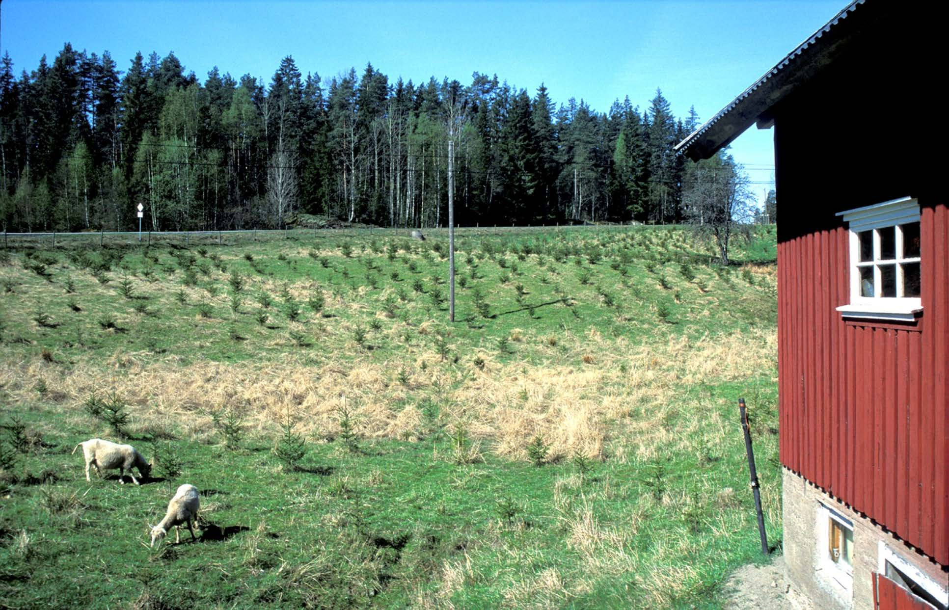 Ikke fulldyrka lenger Foto: