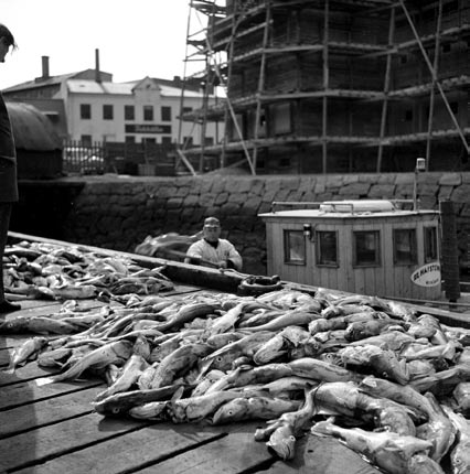 Eft ir að stríð ið hófst árið 1940 varð freðfisk ur að al út flutn ings var an í stað salt fisks áður. Á stríðs ár un um og eft ir stríð risu nokkur stór frysti hús við Vest ur höfn ina.