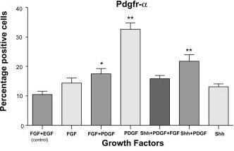 Fig.6. Redusert OPC tetthet og proliferasjon hos PDGFaR homozygote (svart), PDGFaR heterozygote (hvit) og PDGF-/- FGF2-/- (grå) mus.