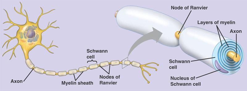BAKGRUNN Myelin struktur og funksjon Myelin dannes av brede, flate utløpere fra gliaceller som kveiles rundt aksoner til et flerlaget omkledning (Fig.2).