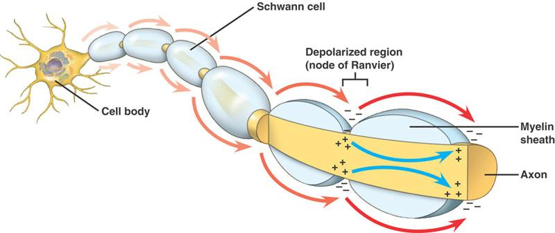 K+-pumpe, hvor Na+ blir pumpet ut og K+ inn i cellen. Alle celler har et hvilemembranpotensial, og hos nerveceller ligger dette mellom -70 og -80 mv (Brodal 2003, Sand et al. 2005).