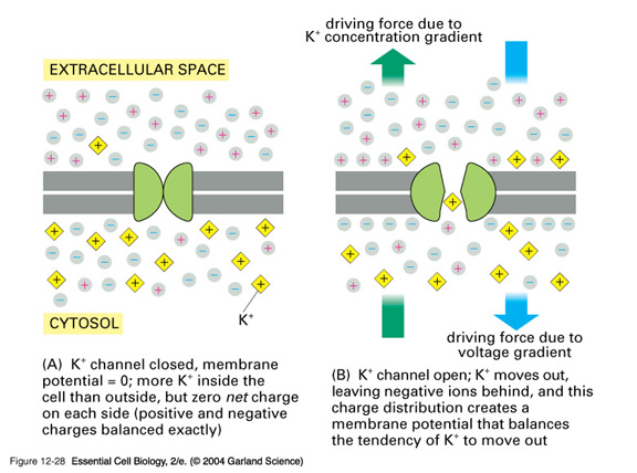 Membranpotensialet I hvilende celler er plasmamembranen hovedsakelig permeabel bare for K + som er det kationet det finnes mest av intracellulært.