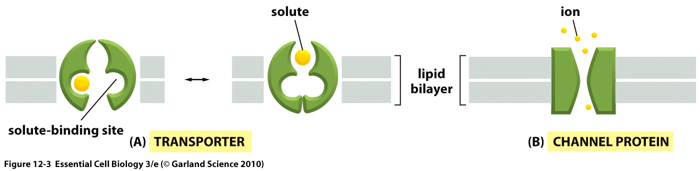 Små molekyler fraktes over membranen ved hjelp av transportere og kanaler Disse har høy spesifisitet for
