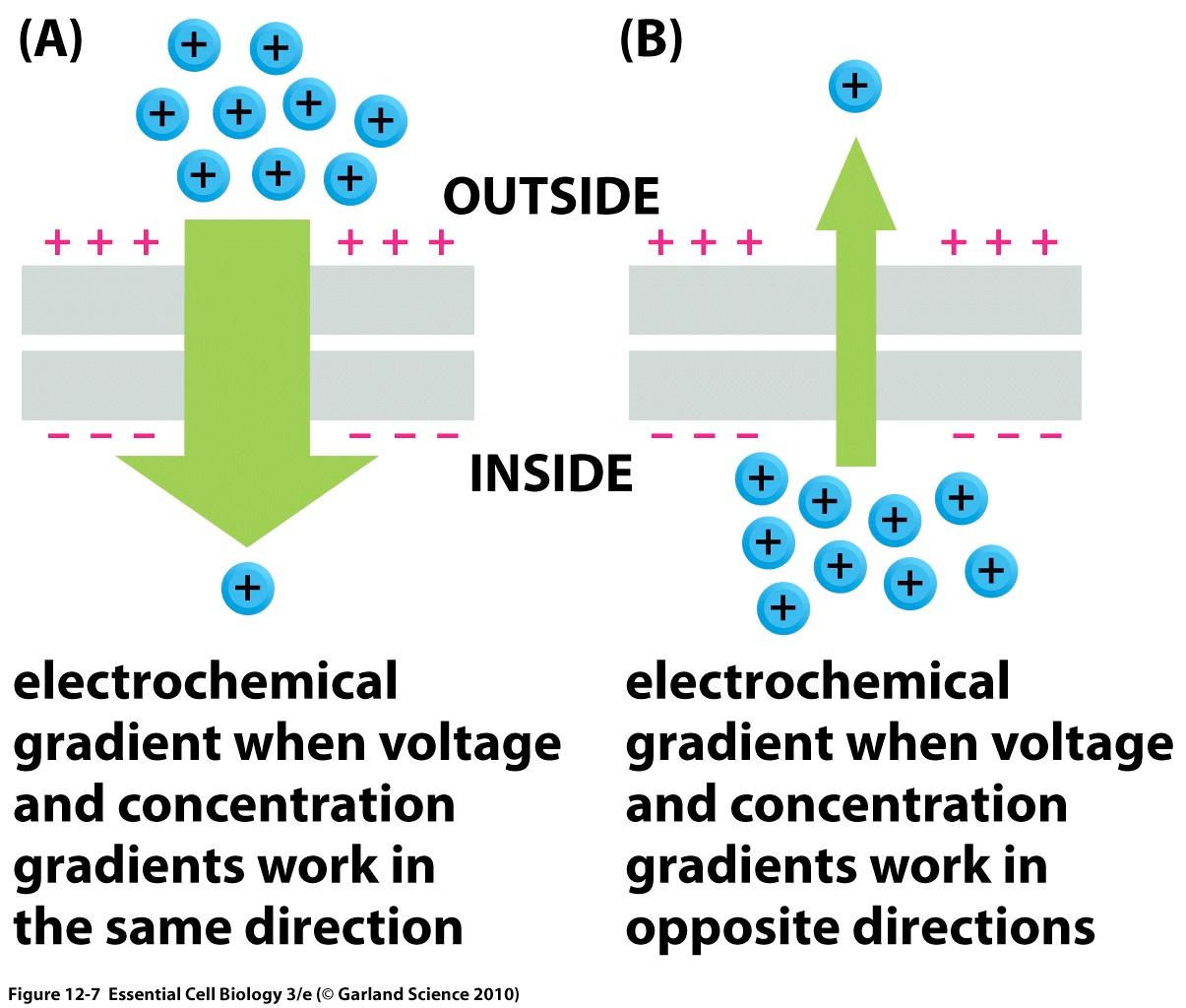 Elektrokjemisk gradient En elektrokjemisk gradient for et stoff er summen av konsentrasjonsgradienten og kraften som membranpotensialet påfører stoffet.