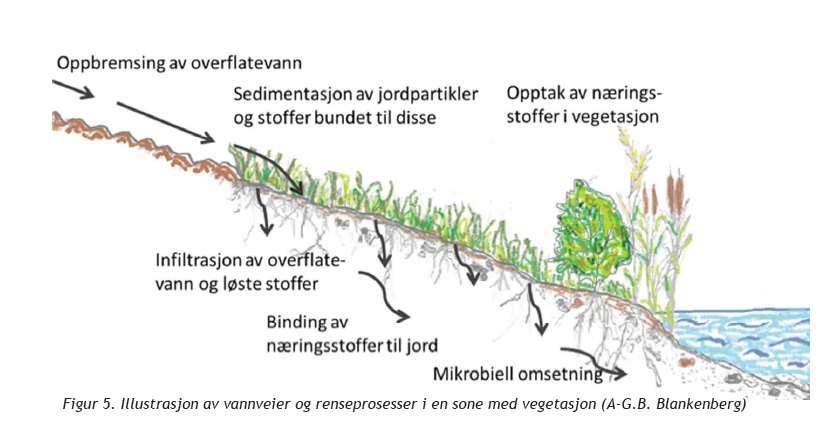 Eksempel: Buffersoner Altså avhenger effekten av dette tiltaket