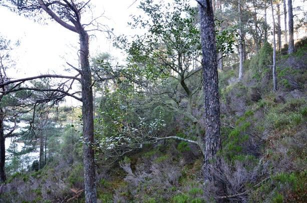 A: B: Figur 12. Kystfuruskogen på Midtøya. A: Innslag med kristtorn. Foto Per G. Ihlen. B: Midtøya sett fra sør. Foto: Torbjørg Bjelland.