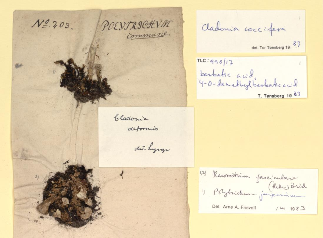 1 Innledning De norske mosene i herbarium TRH har vært fullstendig dataregistrert i noen år nå. Innsamlingsaktiviteten over tid har vært ganske stor.