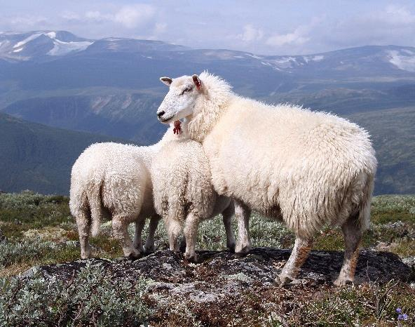 Ull er en svært vakker fiber. Men ull har også andre egenskaper ingen annen fiber matcher. Ull er naturens "high tech". - 100% naturlig.