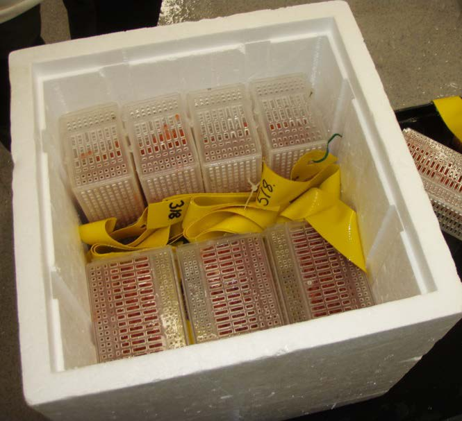 Bilde 1. Ved transport av Witlock Vibert-boksene ut i vassdragene nyttes isoporkasser. Kassene pakkes med rundt 15 bokser i hver. På toppen legges et brett med smeltende is.