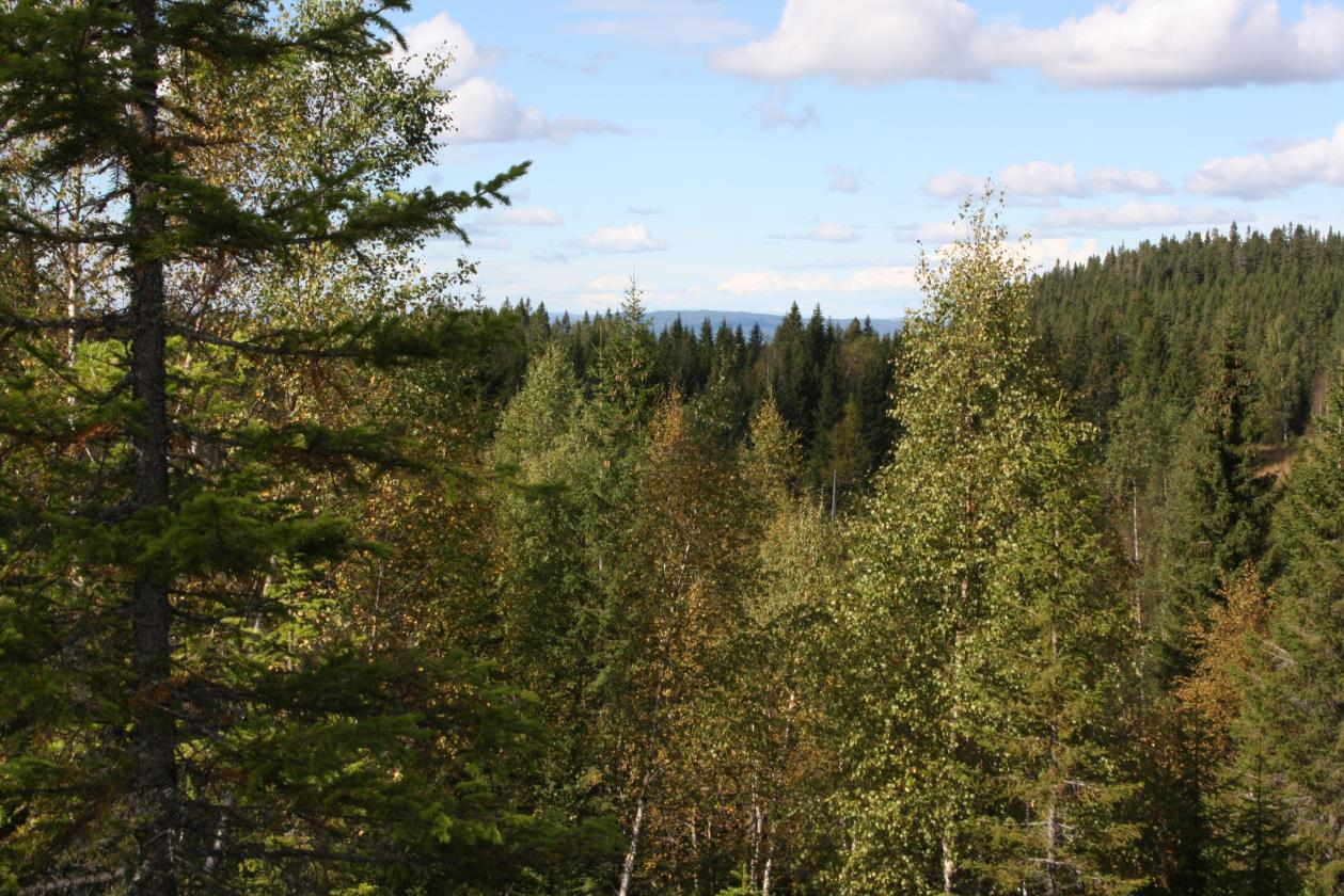 1 Bakgrunn og formål med planarbeidet, situasjon i dag... 3 2 Utredningskrav... 5 2.1 Planprogram, planomtale... 5 2.2 Samfunnssikkerheit og risiko- og sårbarheitsanalyse... 5 2.3 Utredningsbehov.