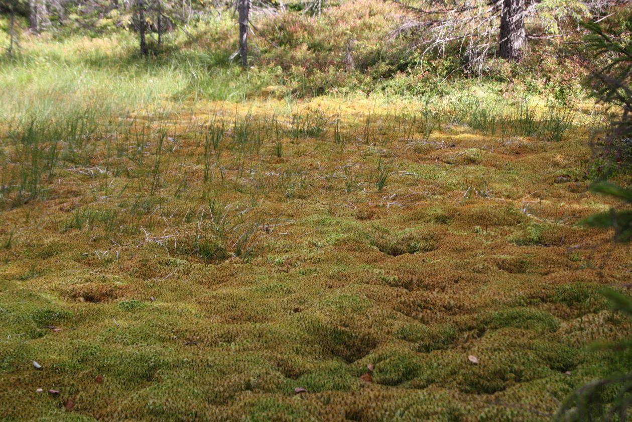 Planområdet ligger sør for Grasbergtjerna / Olimbseter, nord for Helgehaugen og sør og vest for Gjerdingsveien.